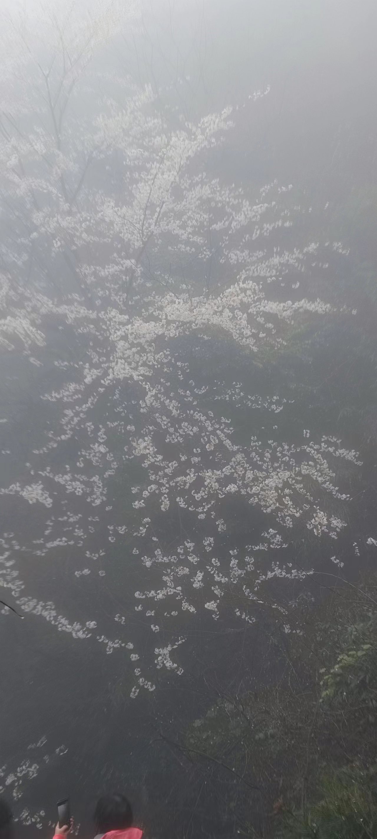 花滿幽谷，鳥鳴山澗-2023年工會活動游記